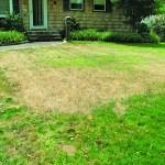 dead grass